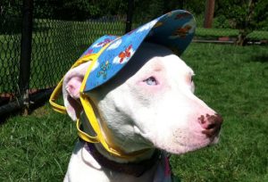 Read more about the article Adopt-a-Pet June 28