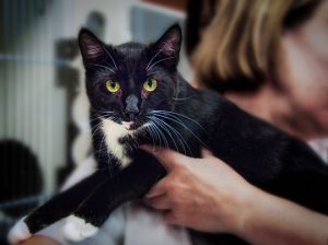 Read more about the article Adopt-a-Pet June 14