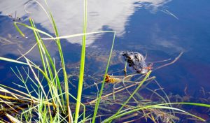 Read more about the article Photo of the Week July 12