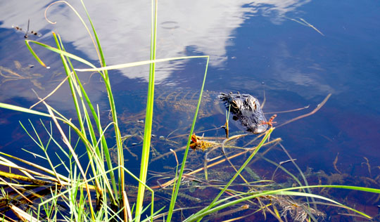 You are currently viewing Photo of the Week July 12
