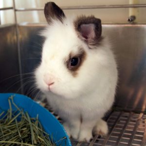 Read more about the article Adopt-a-Pet: Aug. 23