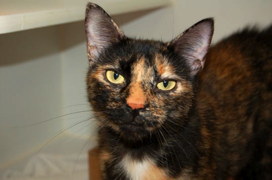 You are currently viewing Adopt-a-Pet Aug. 2