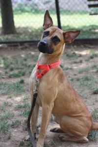 Read more about the article Adopt-a-Pet Sept. 13