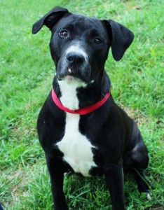 Read more about the article Adopt-a-Pet: Heidi