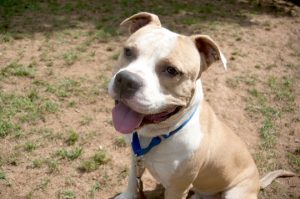 Read more about the article Adopt-a-Pet: Malroy
