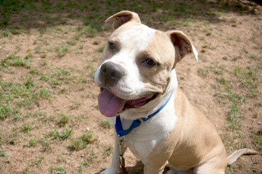 You are currently viewing Adopt-a-Pet: Malroy