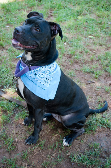 You are currently viewing Adopt-a-Pet: Mya