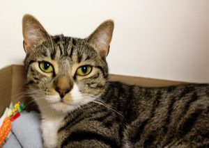 Read more about the article Adopt-a-Pet: Otis