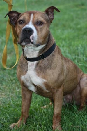 You are currently viewing Adopt-a-Pet: Phoenix