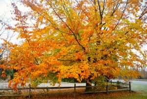 Read more about the article Photo of the Week: Shades of Yellow