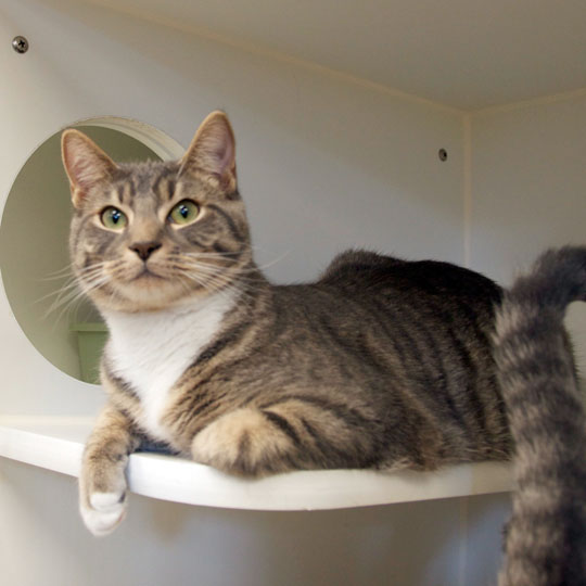 You are currently viewing Adopt-a-Pet: Linus and Pigpen