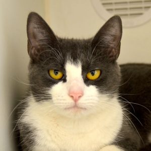 Read more about the article Adopt-a-Pet: Gertrude