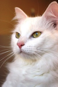 Read more about the article Adopt-a-Pet: Charlie