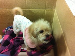 Read more about the article Adopt-a-Pet: Polly