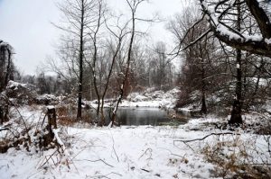 Read more about the article Photo of the Week: Is it Spring, Yet?