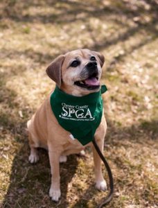 Read more about the article Adopt-a-Pet: Buddy
