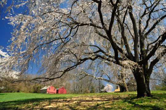 You are currently viewing Photo of the Week: Let the Blooming Begin