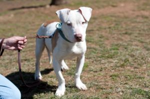 Read more about the article Adopt-a-Pet: Benson