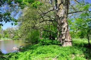 Read more about the article Photo of the Week: When Limbs Align