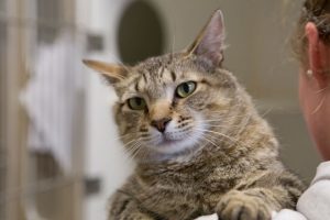 Read more about the article Adopt-a-Pet: Billie