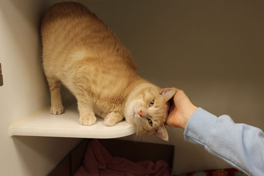 You are currently viewing Adopt-a-Pet: Richie