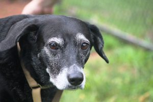 Read more about the article Adopt-a-Pet: Alexis