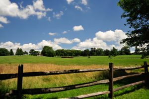 Read more about the article Photo of the Week: Summer in the Country