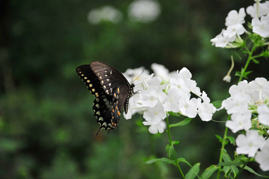 You are currently viewing Photo of the Week: Flutter Down