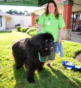 Despite his size, 5-year-old Newfoundland Puck is not intimidating to kids, says owner Tara Rowe. The team has been working with Paws for People for three years.