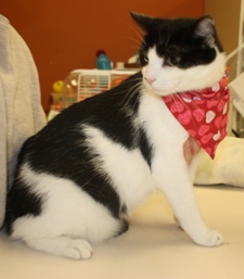 Read more about the article Adopt-A-Pet:Sydney