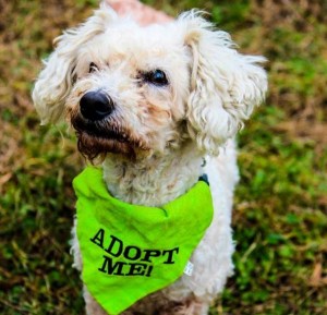 Read more about the article Adopt-a-Pet: Jerry