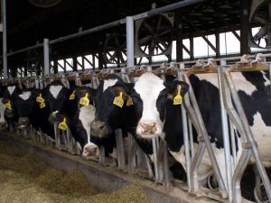 Glenville-Farms-Cow-Stalls