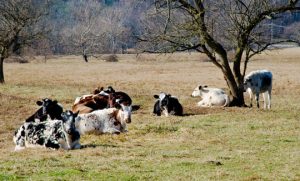 Read more about the article Photo of the Week: Pastoral Pennsbury