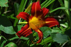 Read more about the article Photo of the Week: Summertime Soon