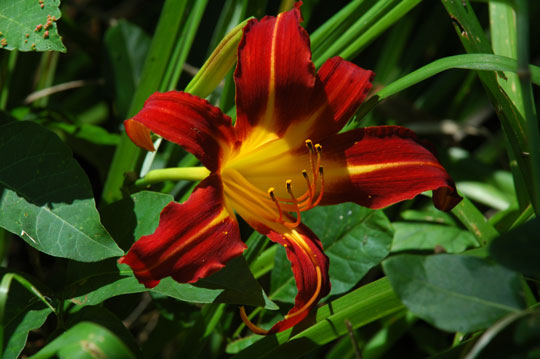 You are currently viewing Photo of the Week: Summertime Soon