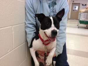 Read more about the article Adopt-a-pet Feb. 13: Faze