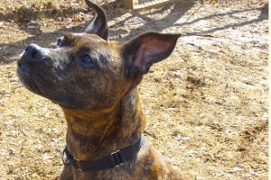Read more about the article Adopt-a-Pet: Vanessa