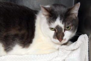 Read more about the article Adopt-a-Pet: Joey
