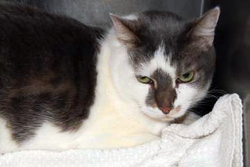 You are currently viewing Adopt-a-Pet: Joey