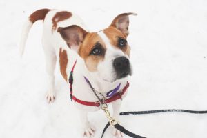 Read more about the article Adopt-a-Pet April 24: Sugar