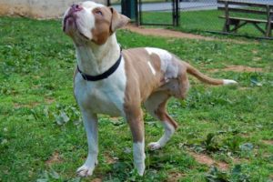 Read more about the article Adopt-a-Pet June 26 Macha