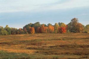 Read more about the article Longwood opens new Meadow Garden