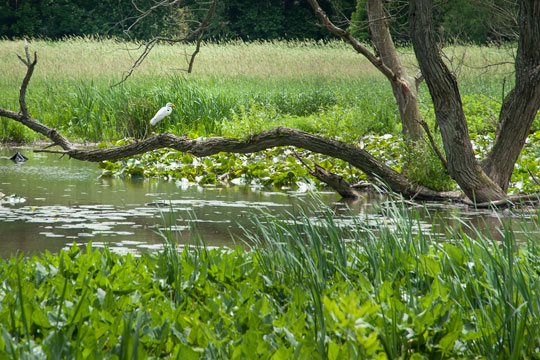 You are currently viewing Photo of the Week: Out on a Limb
