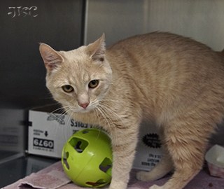 You are currently viewing Adopt-a-Pet: Wembley