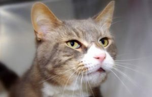 Read more about the article Adopt-a-Pet Aug. 21: Grey Guy