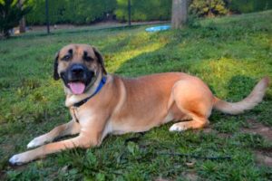 Read more about the article Adopt-a-Pet: Kenny