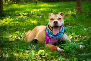 Read more about the article Adopt-a-Pet Minnie