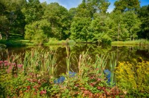 Read more about the article Photo of the Week: Ring Around the Pond