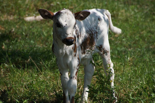 You are currently viewing Photos of the Week: What’s new at Baily Farm?