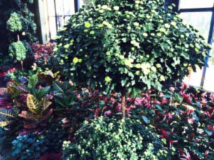 Read more about the article At Longwood, mums to offer shout-out to color